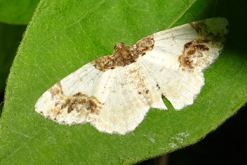 Ligdia adustata - Geometridae